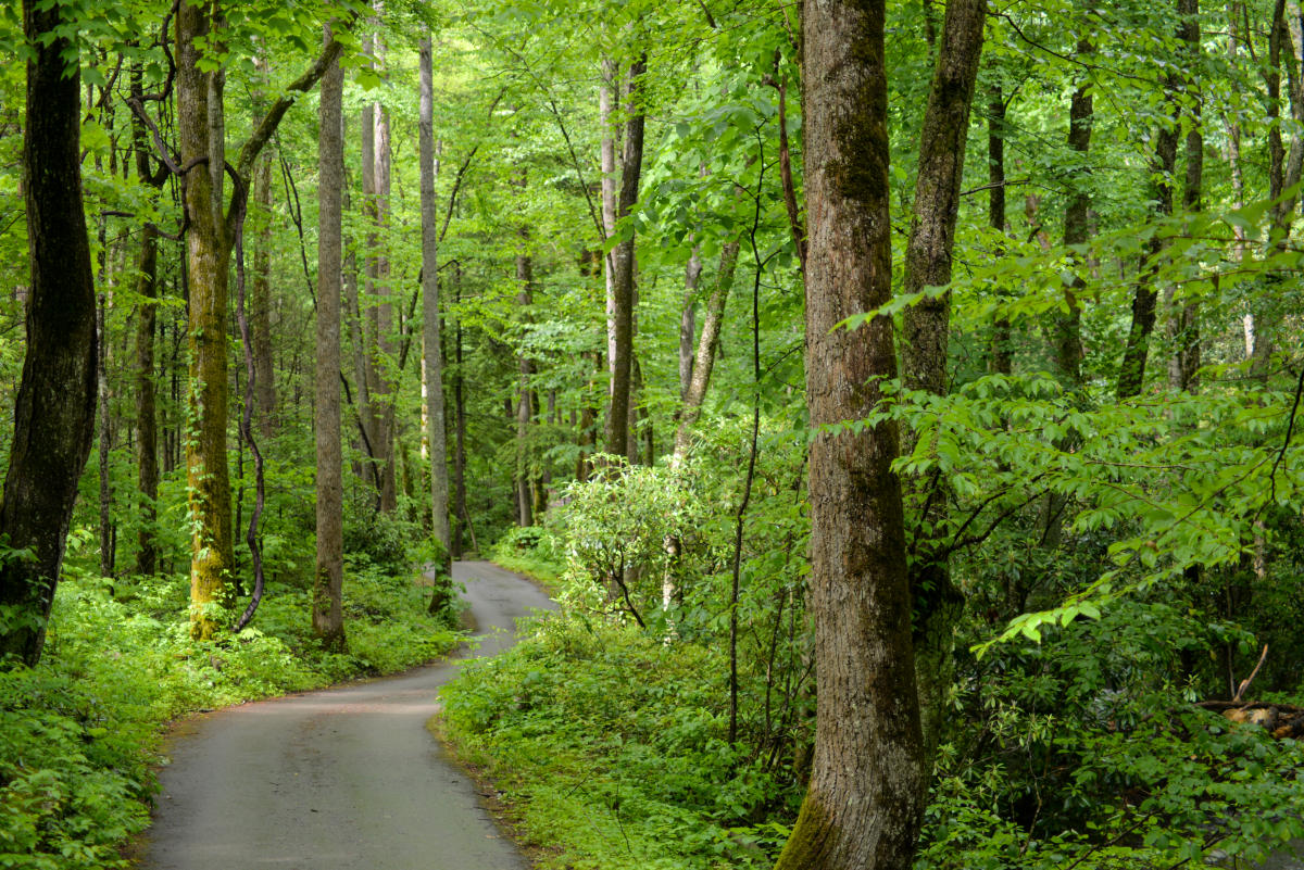Roaring Fork Motor Nature Trail